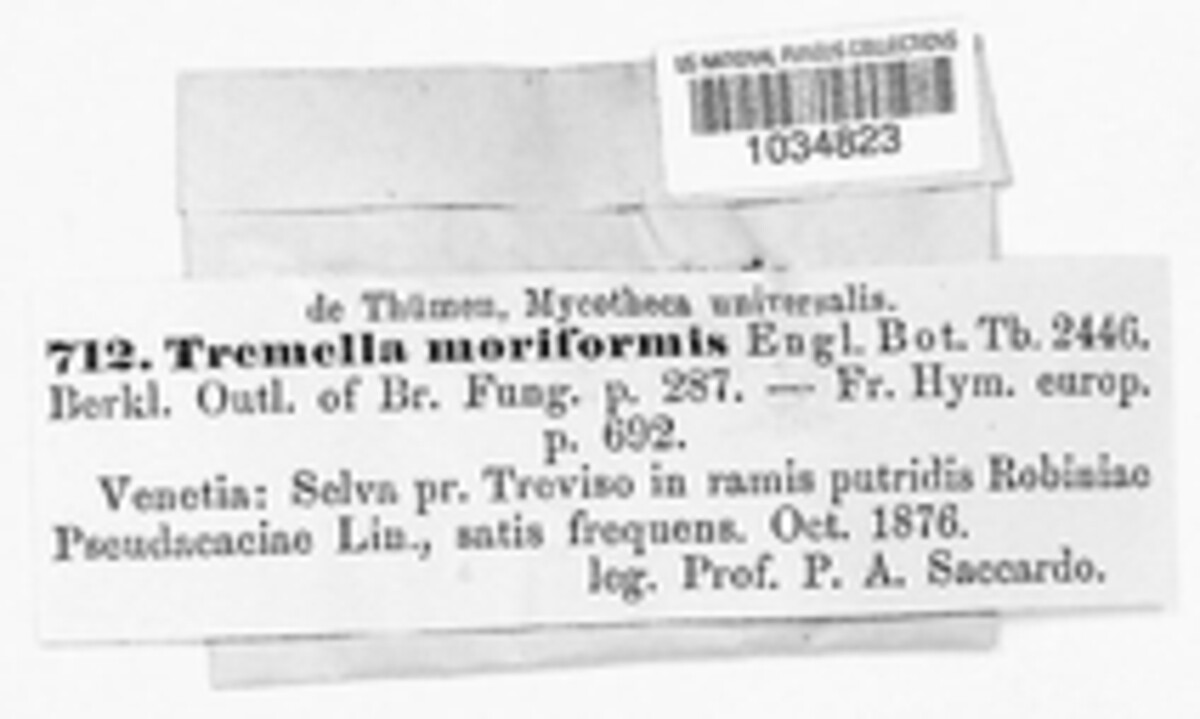 Tremellaceae image